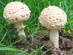 Saproamanita foetidissima