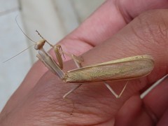 Iris oratoria