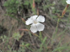 Dianthus elbrusensis