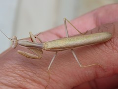 Iris oratoria