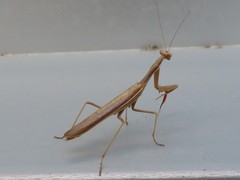 Iris oratoria
