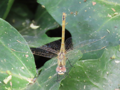 Sympetrum fonscolombii