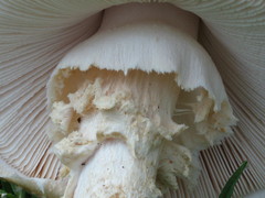 Saproamanita foetidissima