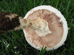 Saproamanita foetidissima