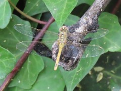Sympetrum fonscolombii