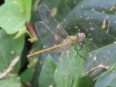 Sympetrum fonscolombii