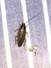 Blattella vaga