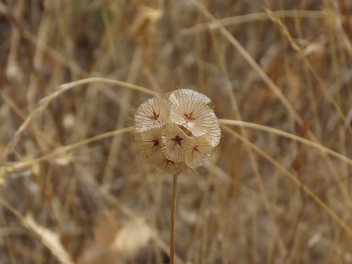 Lomelosia simplex, photograph 3