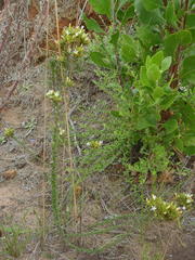 Wahlenbergia fasciculata