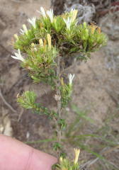 Wahlenbergia fasciculata