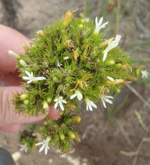 Wahlenbergia fasciculata
