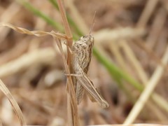 Acrididae
