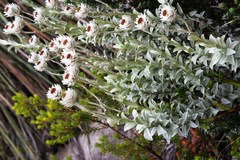 Achyranthemum argenteum