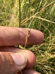 Thread Beakrush (Rhynchospora capillacea)