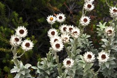 Achyranthemum argenteum