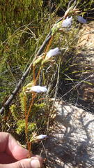 Wahlenbergia fruticosa