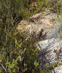 Wahlenbergia fruticosa