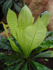 Erythrochiton brasiliensis