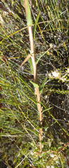 Wahlenbergia fruticosa