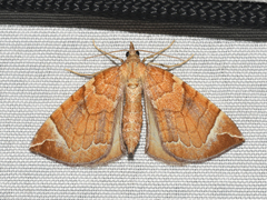 Eulithis testata