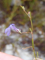 Lobelia setacea