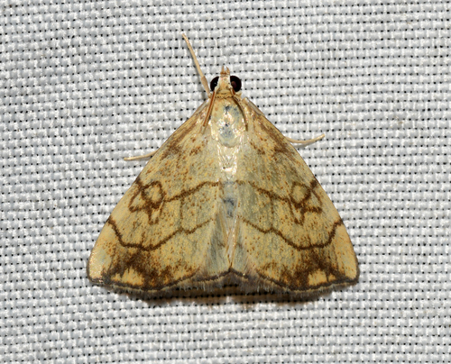 Purple-backed Cabbageworm Moth, photo 3 of 10