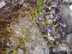 Lobelia setacea