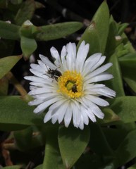 Delosperma patersoniae