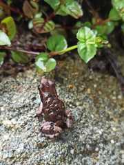 Epipedobates boulengeri