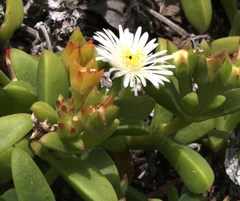 Delosperma patersoniae