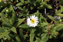 Delosperma patersoniae