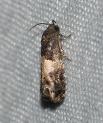 Epiblema glenni