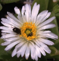 Delosperma patersoniae