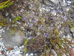 Lobelia setacea