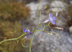 Lobelia setacea