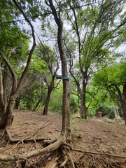 Sapindus emarginatus