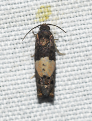 Epiblema glenni