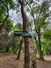 Sapindus emarginatus