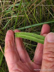 Senecio dregeanus