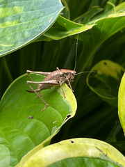 Pholidoptera griseoaptera