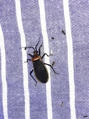 Rhiginia cinctiventris