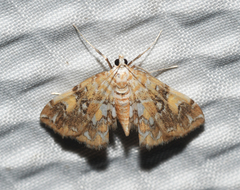Elophila faulalis