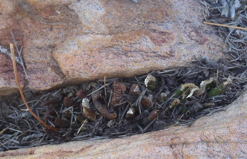 Haworthia scabra Haw. 2