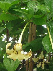 Euclinia longiflora