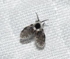 Lepiseodina conspicua
