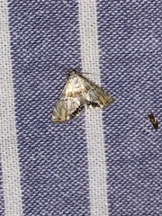 Petrophila heppneri
