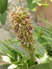 Eucomis zambesiaca