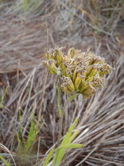 Corymbium villosum