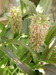 Eucomis zambesiaca