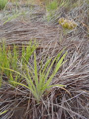 Corymbium villosum